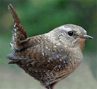 Wren